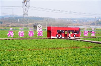 金色花海 馬橋“油”約 千畝花海煥新迎客